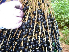 O fruto da palmeira juçara que se assemelha ao açaí (Foto: Divulgação / Centro Ecológico)