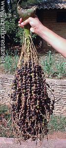 Cacho de frutos de Jussara colhidos
