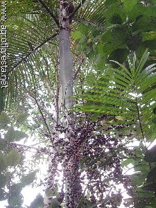 Palmeira Jussara frutificando na mata