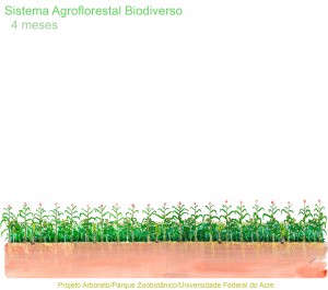 A.4-meses-sucessao-arboreto