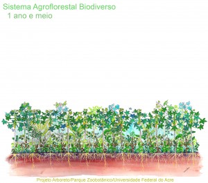 B.1-ano-e-meio-sucessao-arboreto