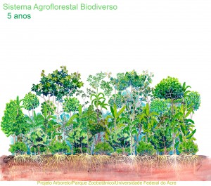 C.5-anos-sucessao-arboreto