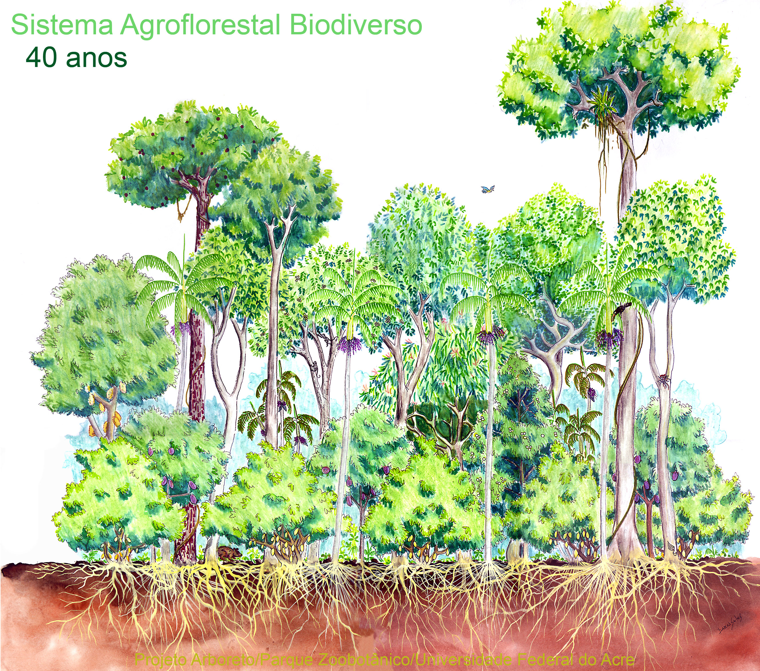 Treinamento de alto nível - Blog - Kolecti Recursos Florestais